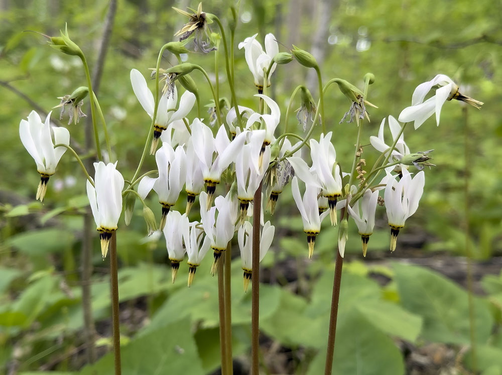 A large clump of shoot stars in full bloom.