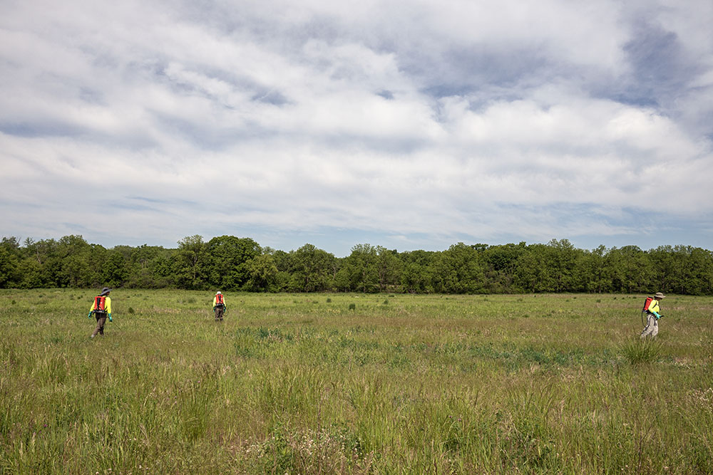 Professionals with GEI Consultants are contracted with Milwaukee County Parks to spray for invasive thistle.