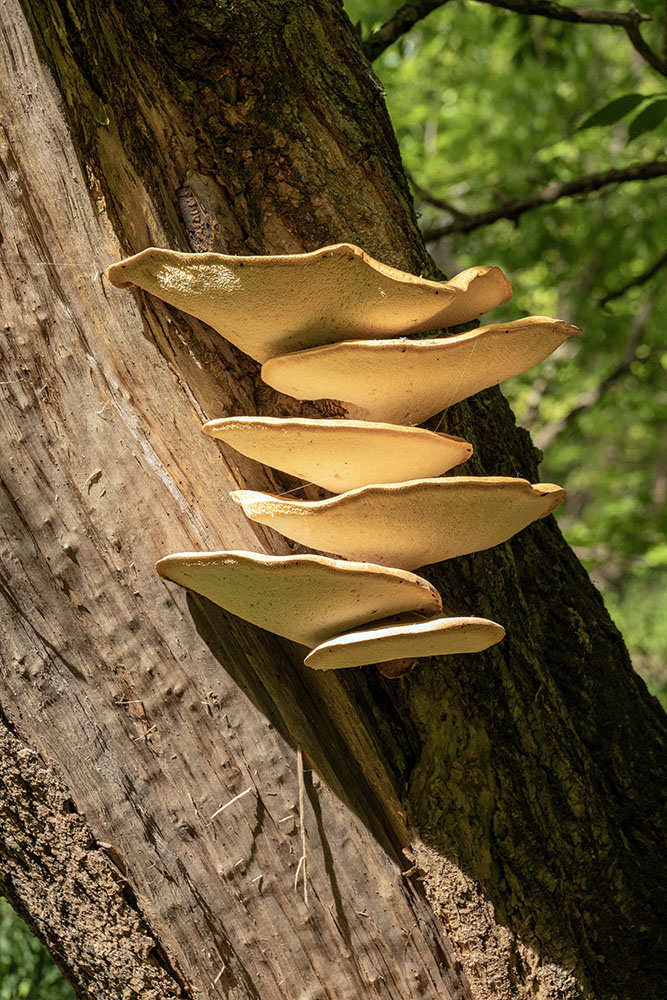 A tall stack of polypore mushrooms on the trunk of a dead tree.