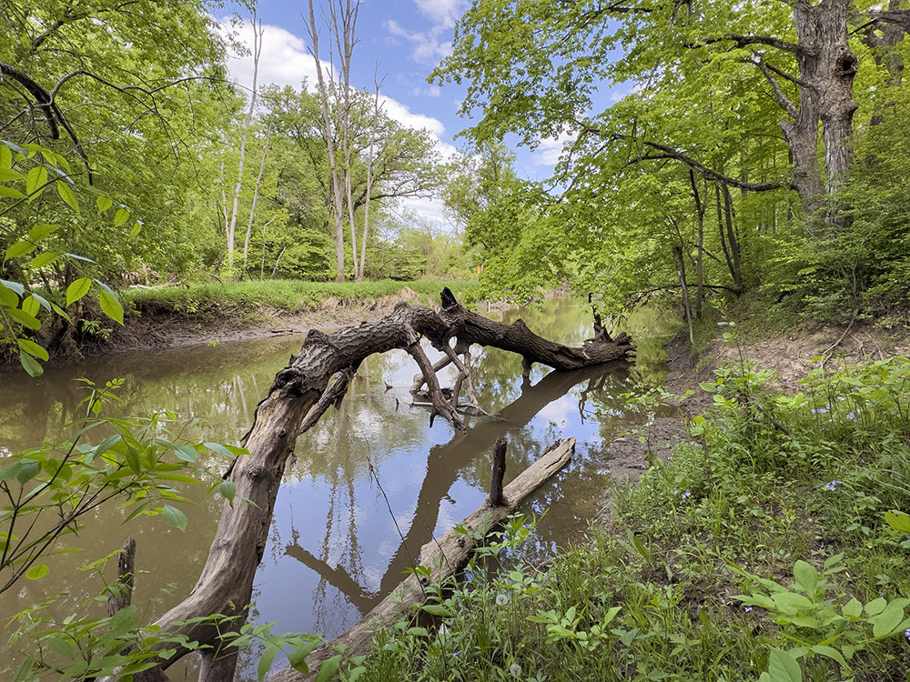 A watering spot for wildlife on the Root River.