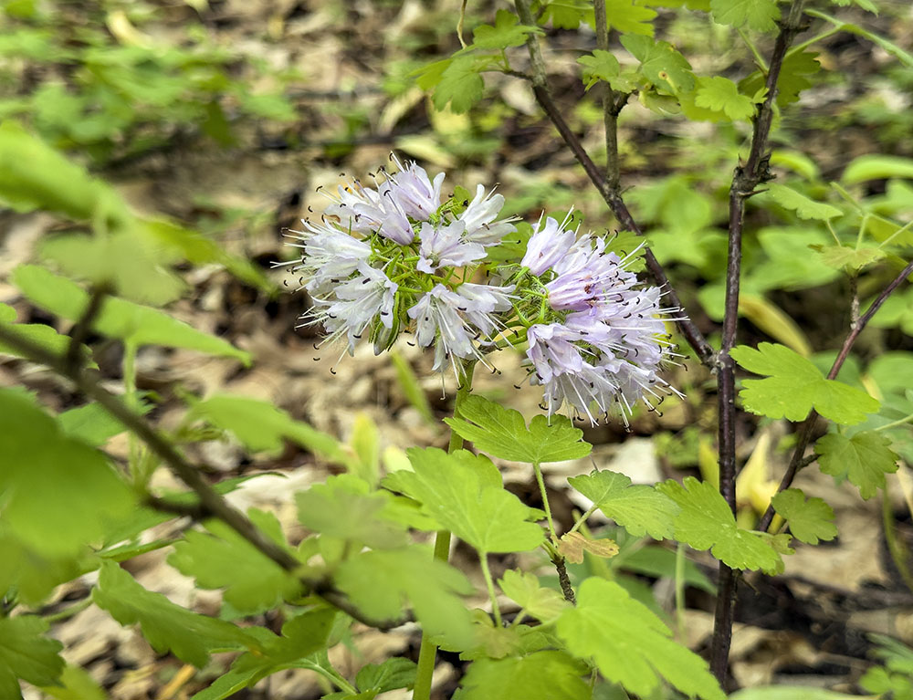 A Virginia waterleaf in bloom.