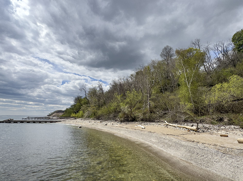 A section of the Sheridan Park lakeshore protected by the groin field (left) is thick with vegetation that helps prevent erosion. 