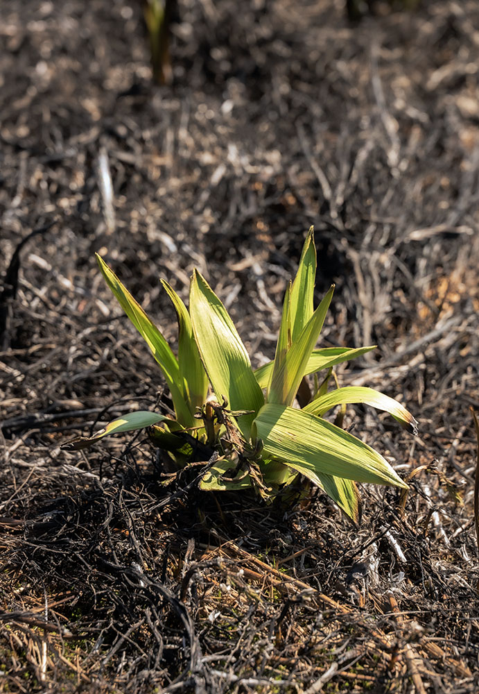 An unburned sprout ready to burst upward following the burn.