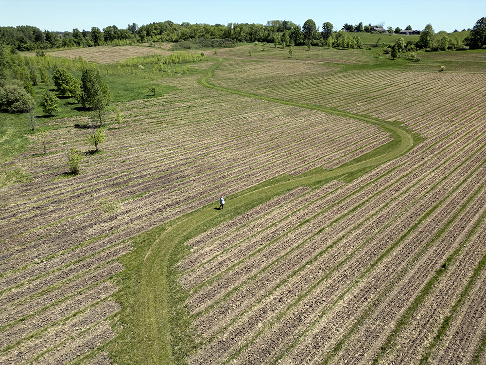 Wendi walking a path between rows of newly planted trees. The open field is being restored to woodland. 