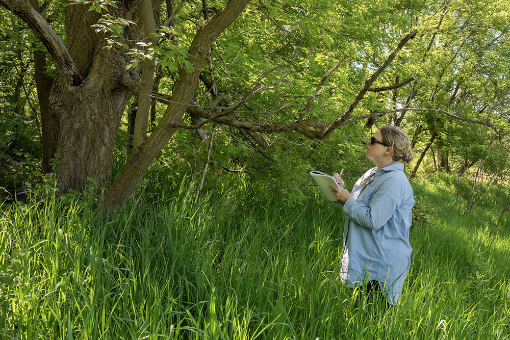 Wendi sketching lichens on a tree trunk.