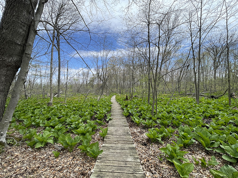 The boardwalk across the wetlands, surrounded by lots of skunk cabbages. May 2026