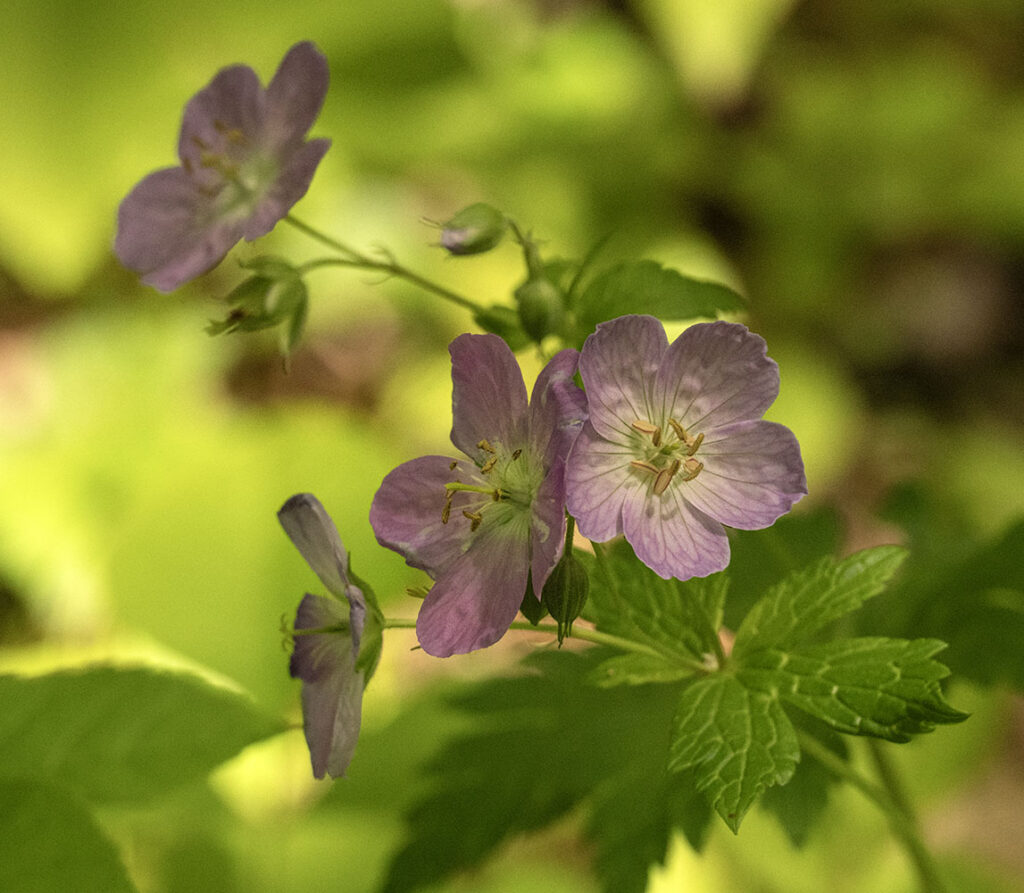 Wild geraniums in bloom.