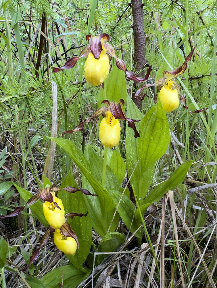 Yellow lady-slipper orchids.