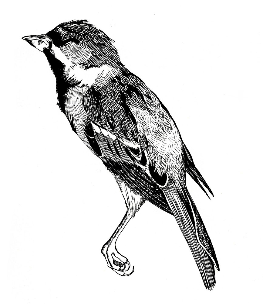 Dead Bird. Ink drawing for illustrated poem. 2025