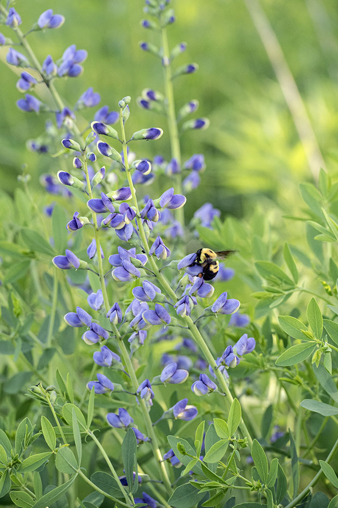 Bee on wild indigo.