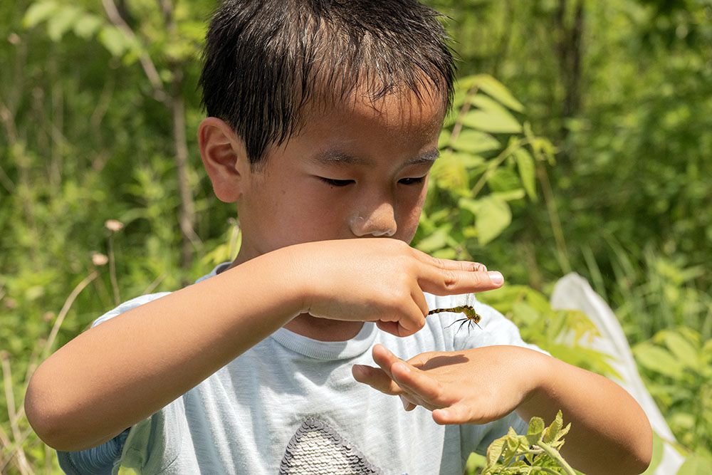Boy learning how to hold a dragonfly without injuring it.