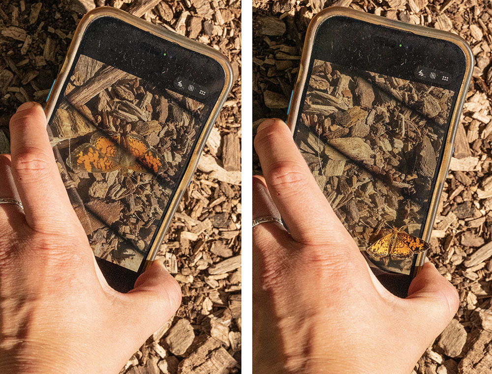 Just as Danielle Pahlisch snapped the shot on the left the butterfly flew out and landed on top of the phone, right.