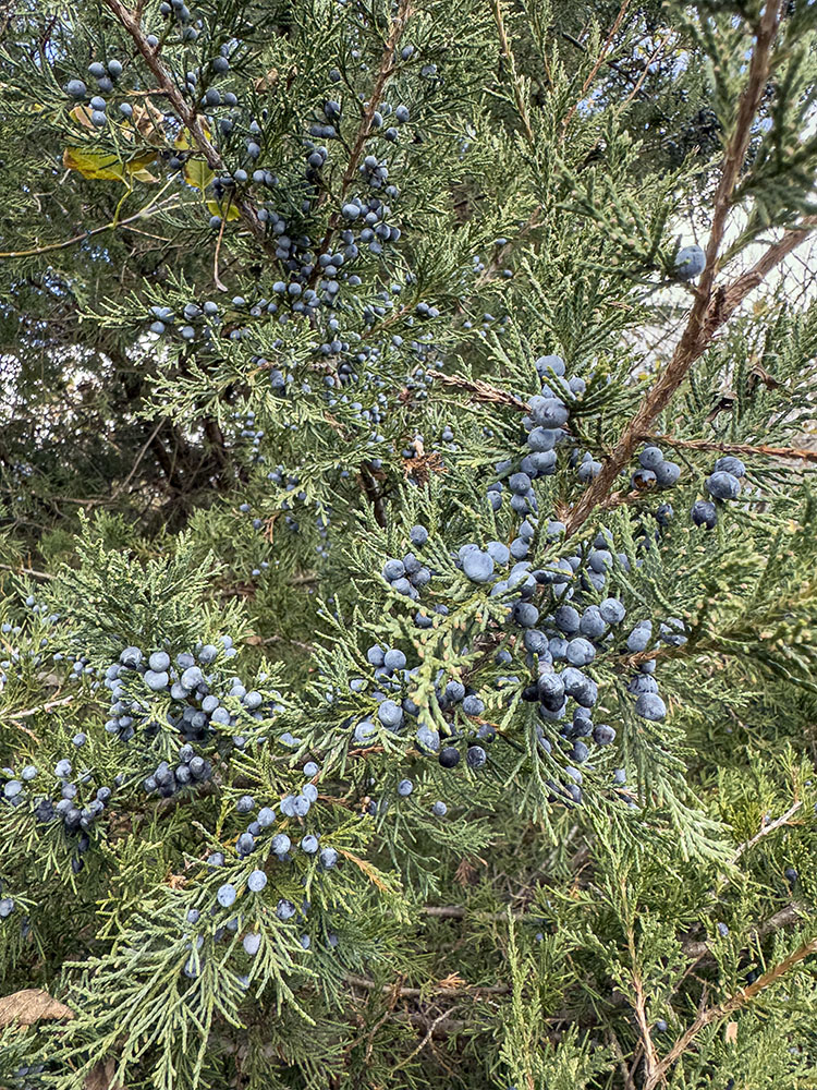 An explosion of juniper berries! Case Eagle Park, Rochester.