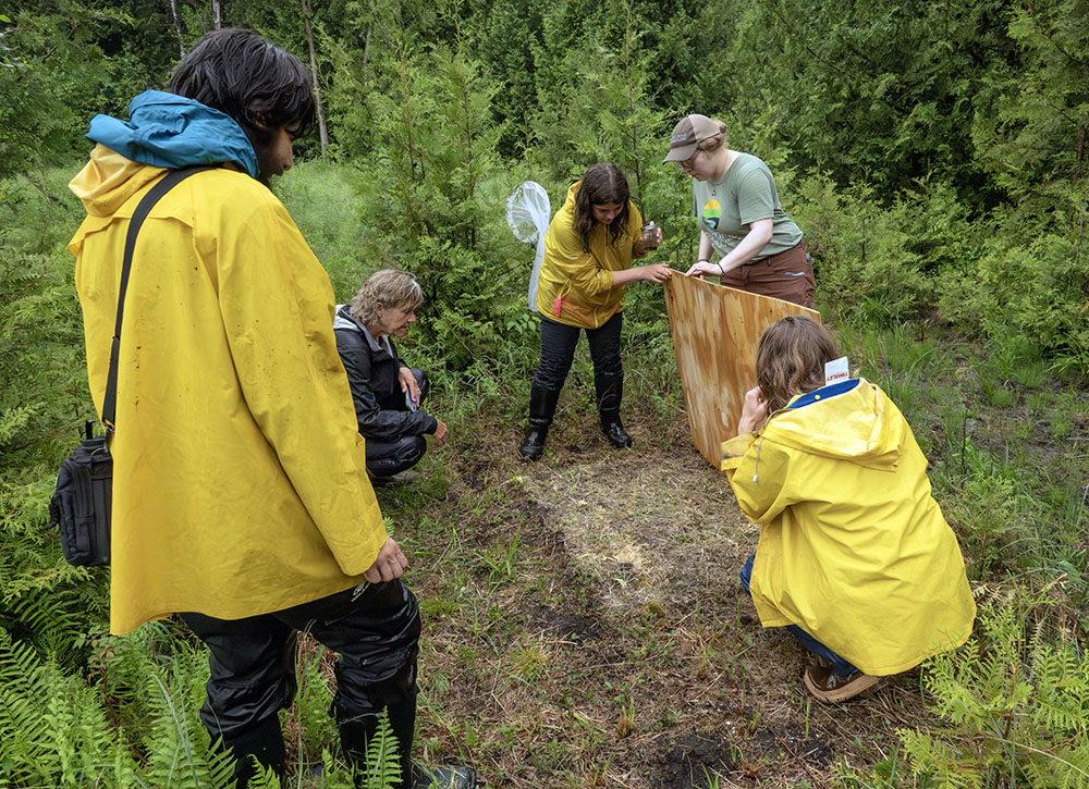 Team checking under one of the snake boards placed around the property.