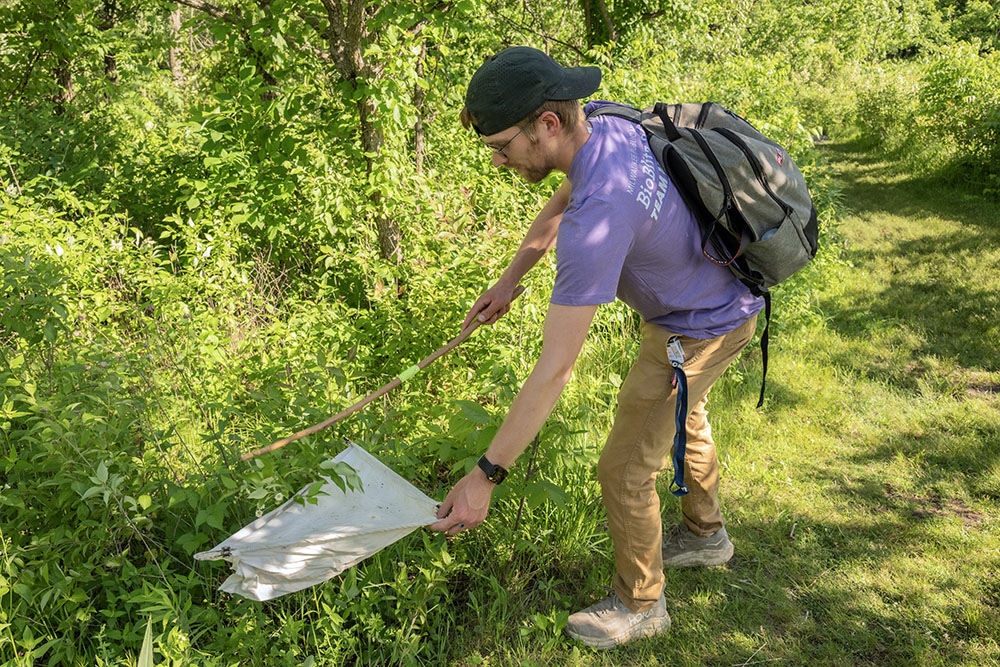 Chris East beating the bushes, literally, for spiders.