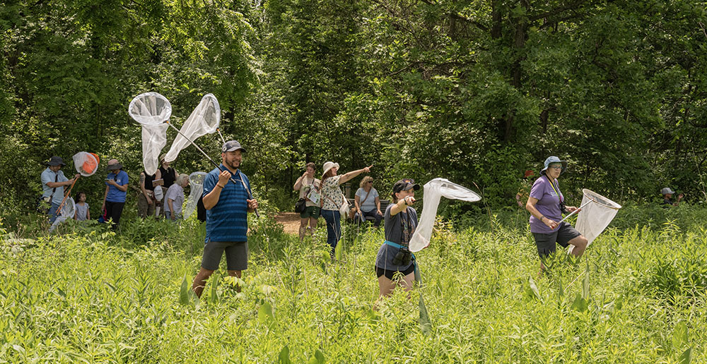 BioBlitz participants with nets trying to catch dragonflies