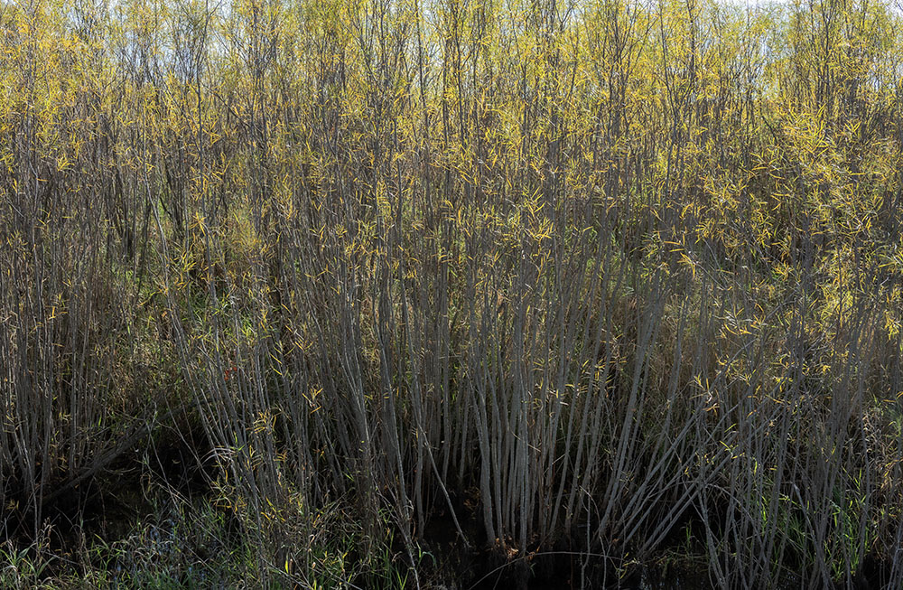 Willows ablaze! Franklin DC, an MMSD Greenseams property, Franklin.