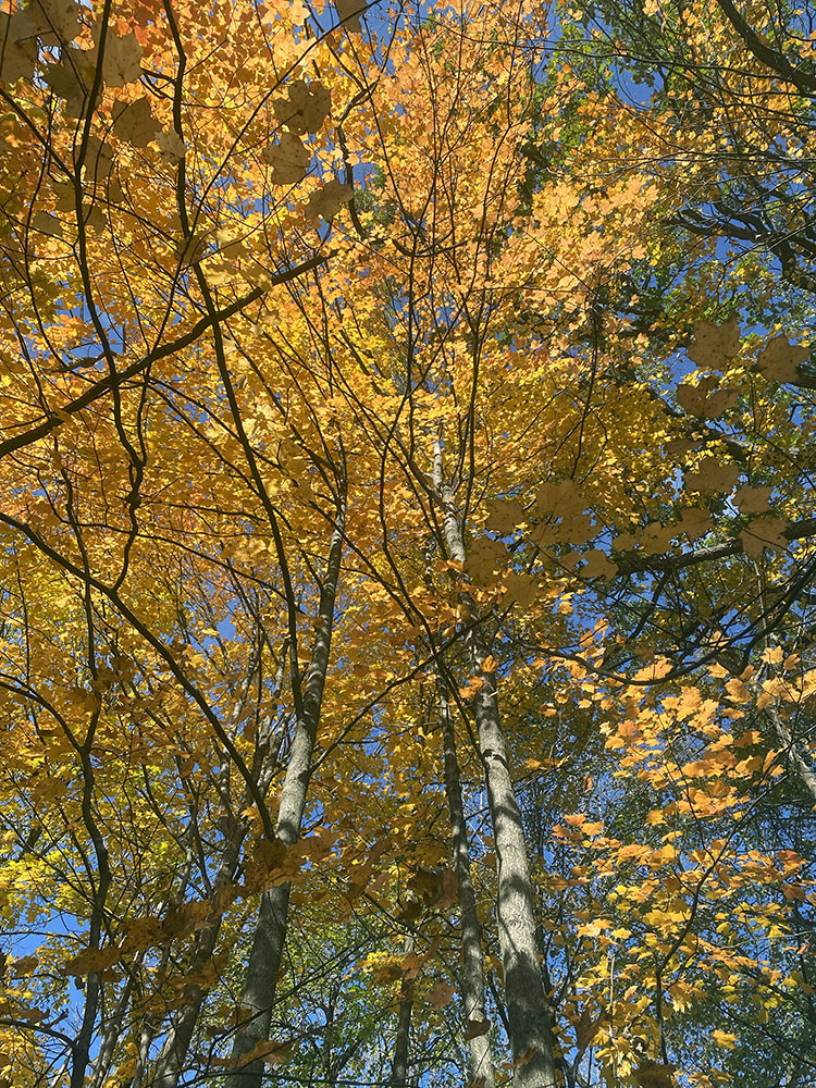 Effervescent Canopy! Frontier Park, Butler.