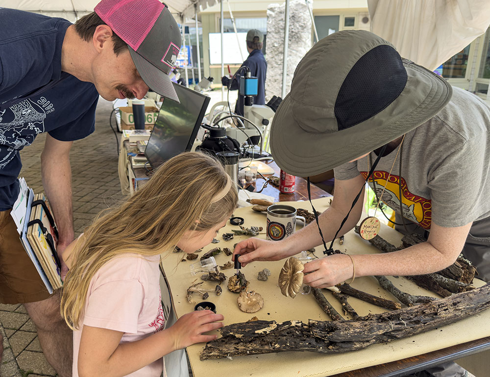 Fungi identification demonstration station in the activity tent.