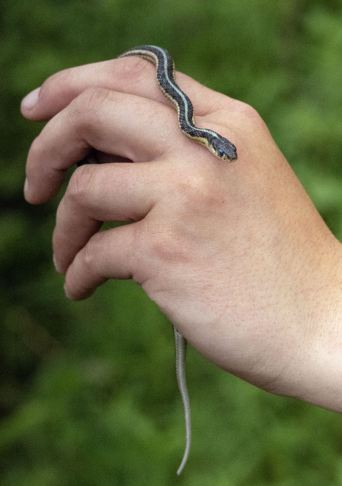 A young garter snake found under the board.