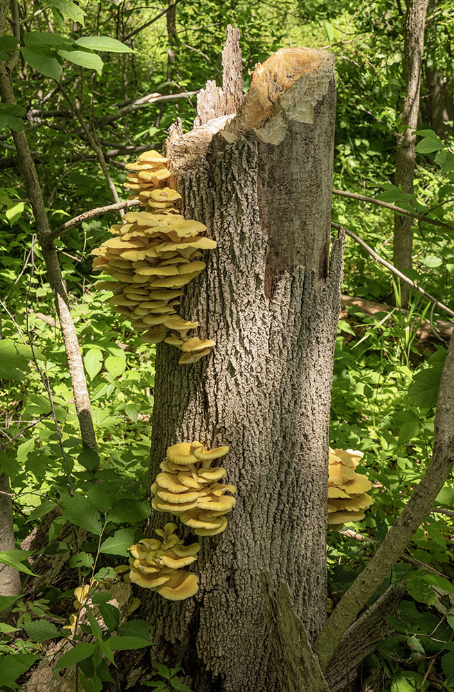 A tower of golden oyster mushrooms on a stump.