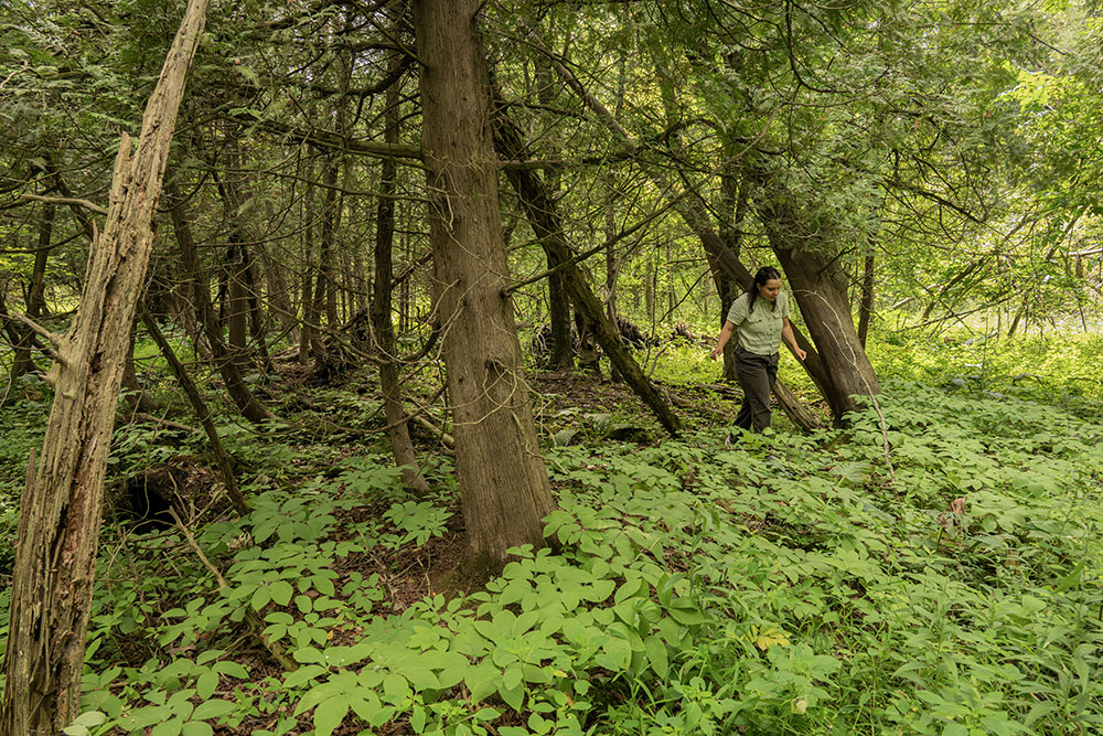 Grace Umek amongst the cedars at Biehl Nature Preserve. 