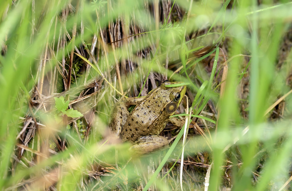 Green frog.