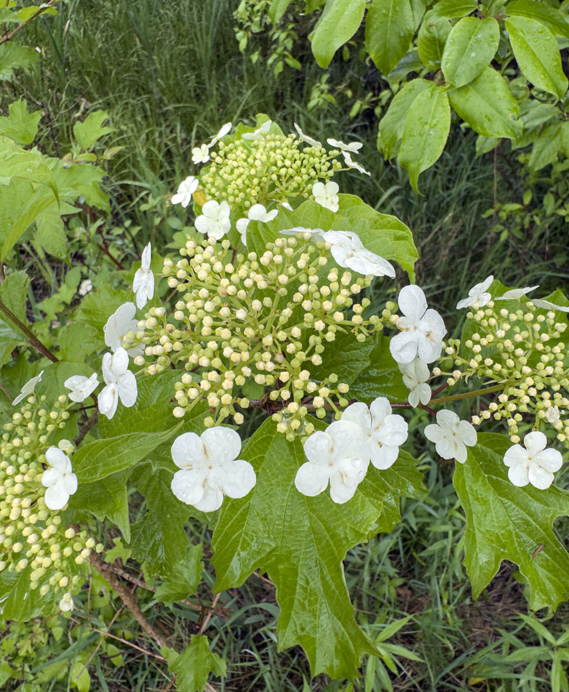 Blooming guelder rose, a native shrub.