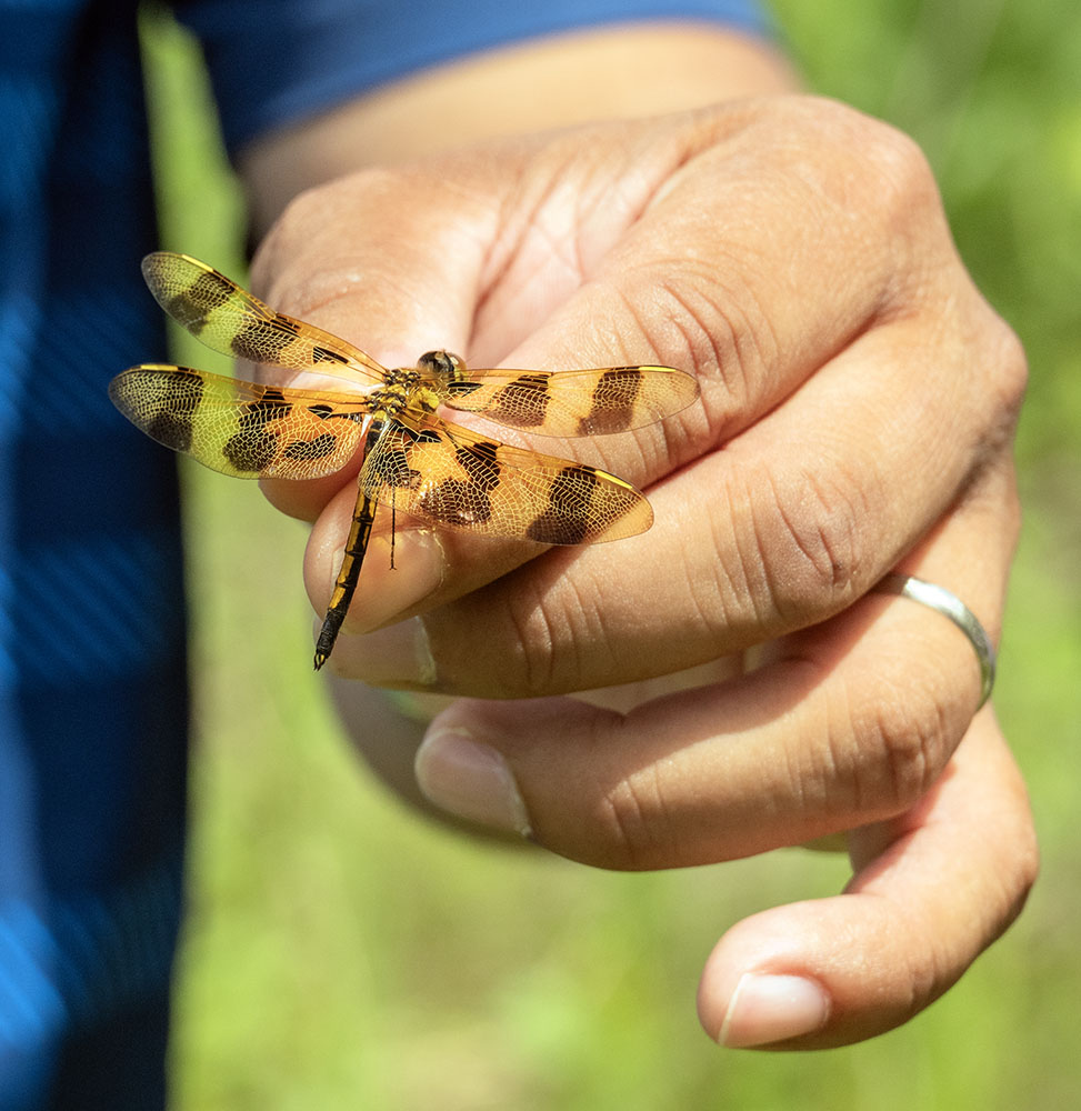 Halloween pennant dragonfly.