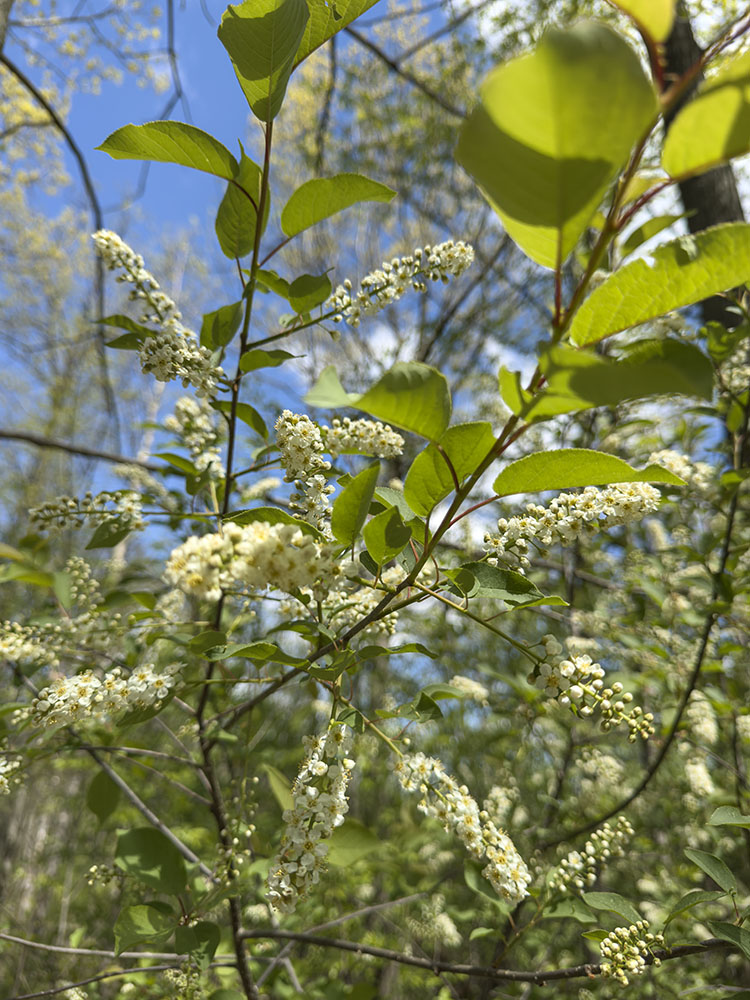 Incendiary Choke Cherry Blossoms! High Grove Park, New Berlin.