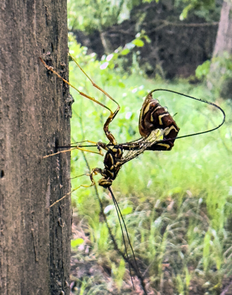 A large Ichneumonid Wasp depositing eggs in a tree trunk.