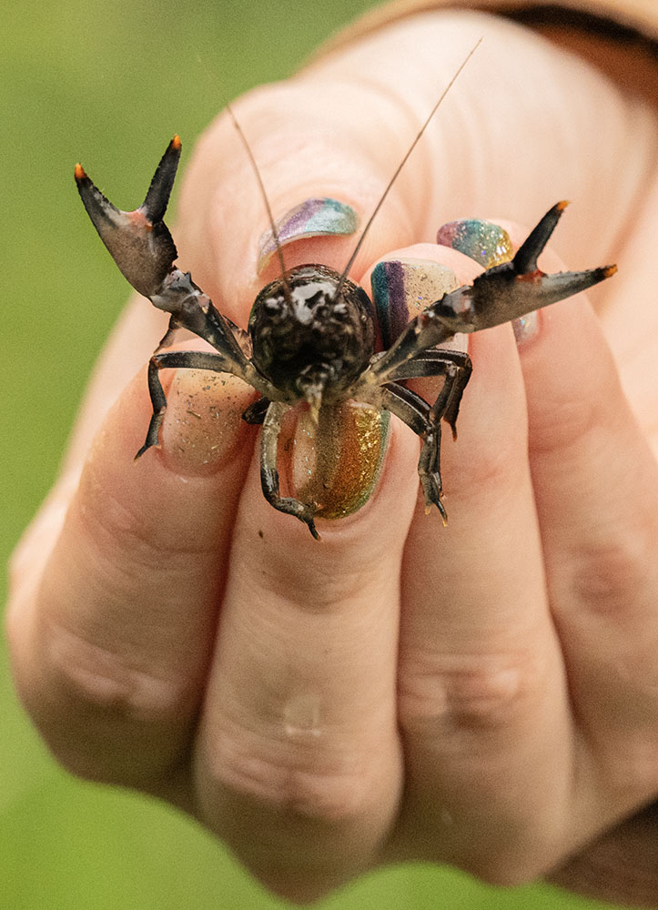An indignant crayfish.