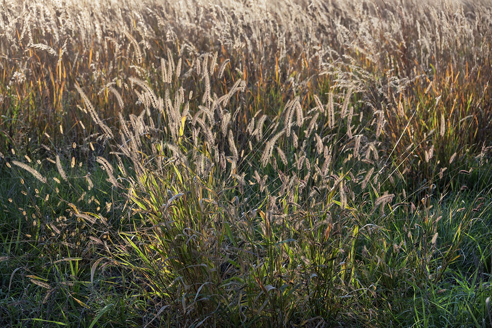 Gush of Grasses! Little Menomonee River Greenseams property, Mequon.