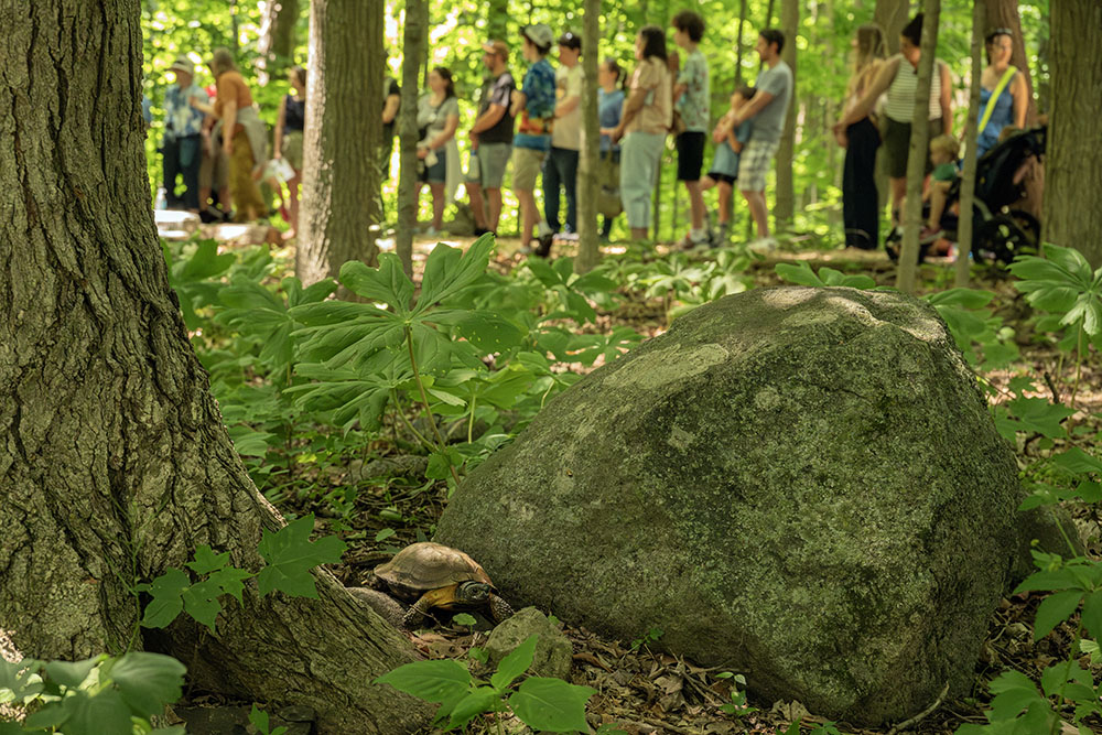 Louise the wood turtle "hiding" in the wild.
