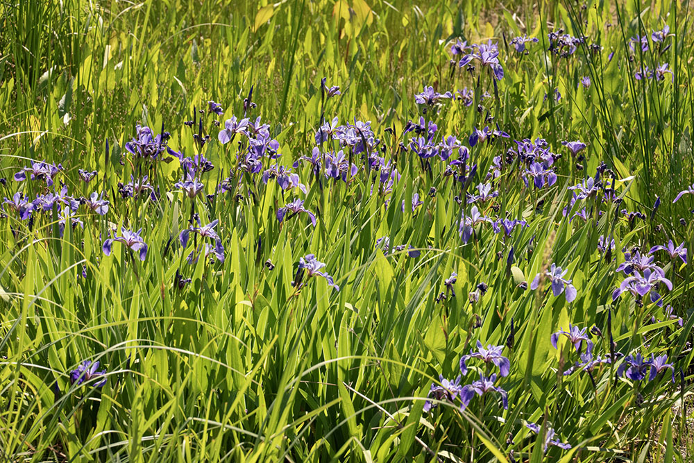 Irruption of Wild Iris. Mequon Nature Preserve, Mequon.