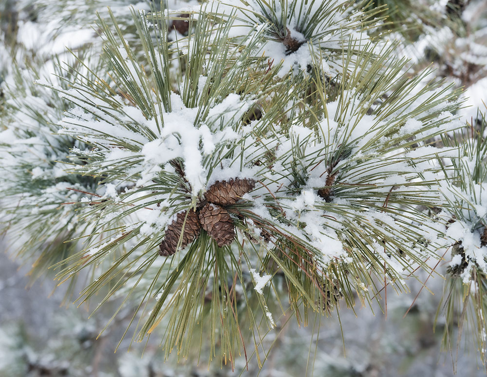 Salvo of Pine. Mary Knoll Park, Brookfield.
