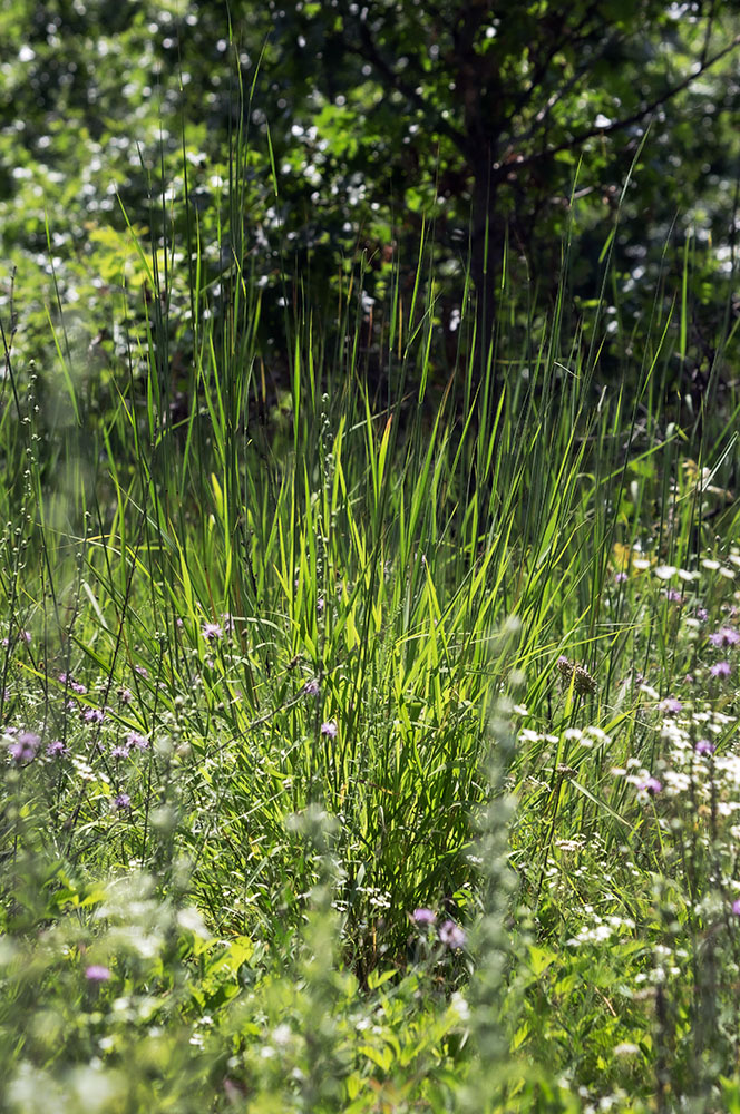 Grassy Fireworks! Mukwonago River Oak Barrens, Waukesha County.