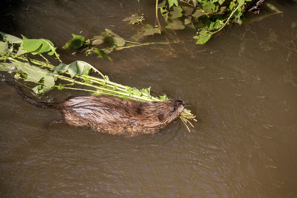 Muskrats are among the 19 mammals identified, and the minnows around it are among 15 species of fish.