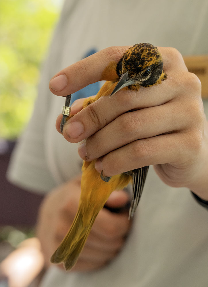 Newly banded Baltimore oriole.