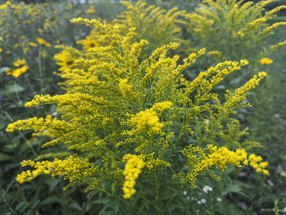 Goldenrod "Bursting in Air." Ottawa Lake State Recreation Area, Dousman.
