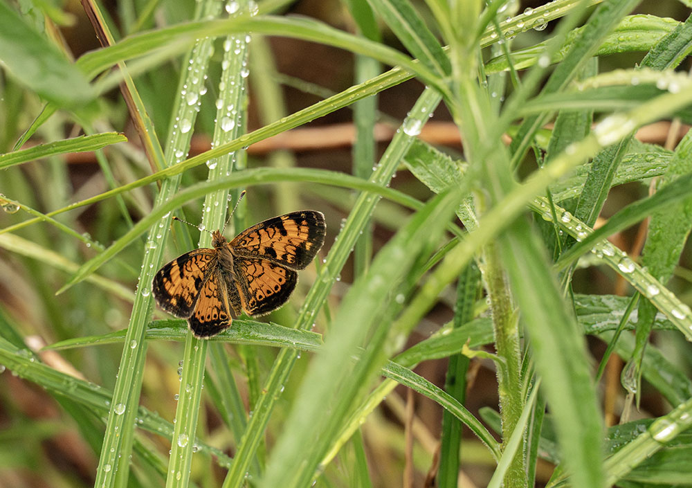 Pear crescent butterfly on sedge.