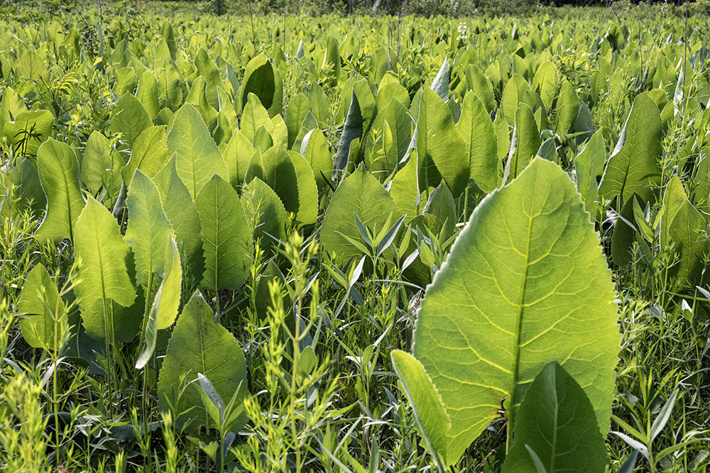 A very healthy crop of prairie dock.