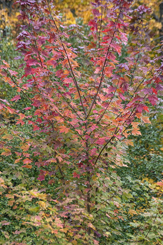 Autumn fireworks! Richfield Historical and Nature Park, Richfield.