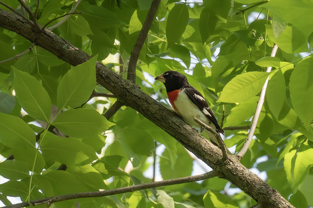 Rose-breasted grosbeak.