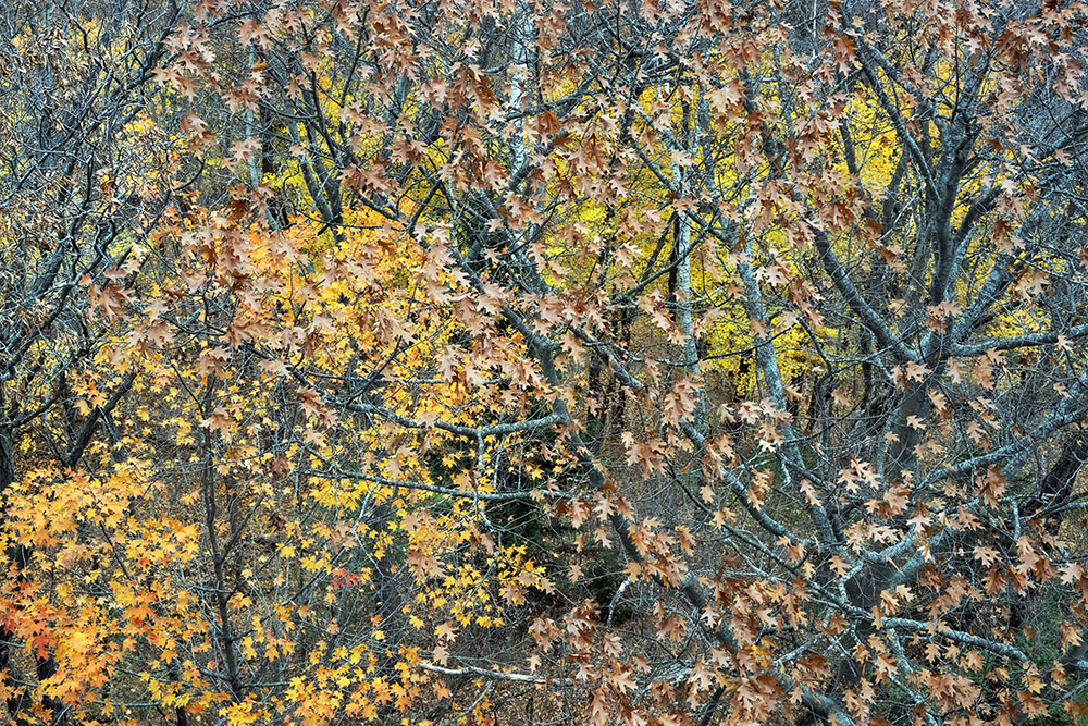 Oak-Maple Mosaic. View of canopy from tower at Schlitz Audubon Nature Center, Fox Point.