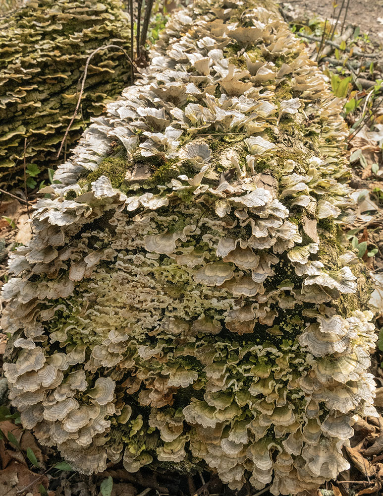 Log bristling with fungi. Shorewood Nature Preserve, Shorewood.