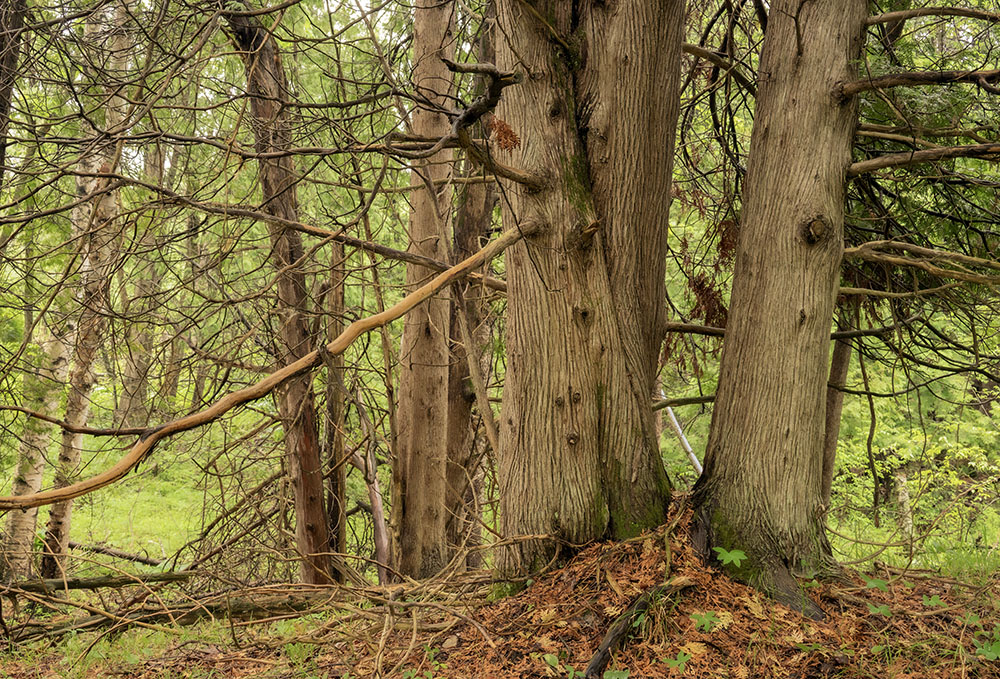 A stand of cedars along the ridge of a glacial esker that runs through the property.