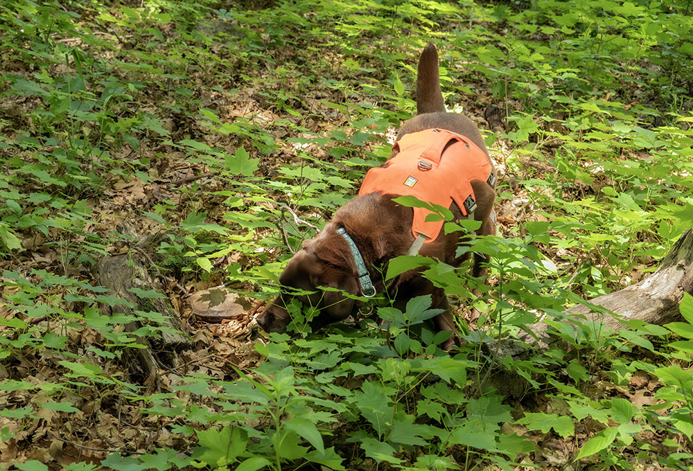 Tilia finds Louise (just to the left of Tilia's nose) hiding in the undergrowth.