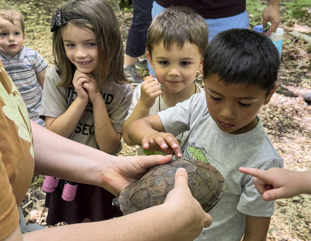 Given the opportunity, some of the youngsters touch Louise on her shell.