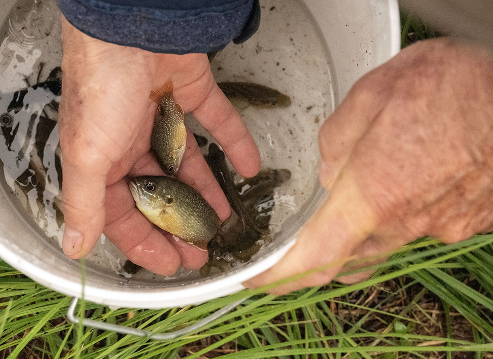 A bucket of fish, including two green sunfish, caught in the pond.